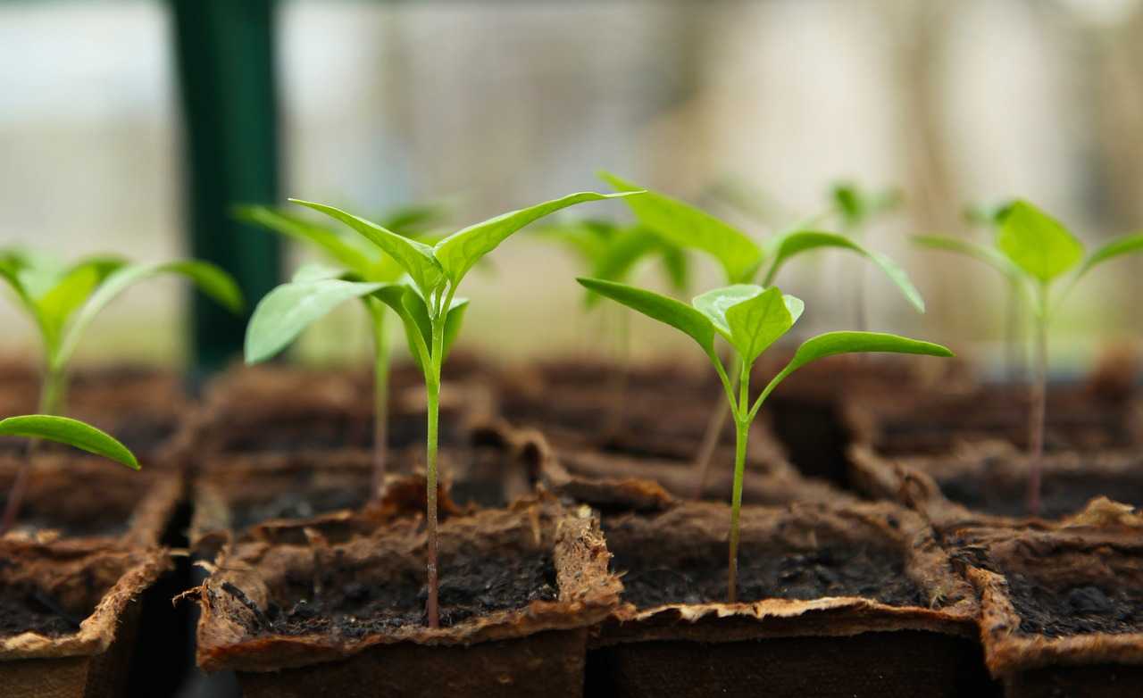 铁艺护栏可以用于盆栽或种植蔬菜吗？